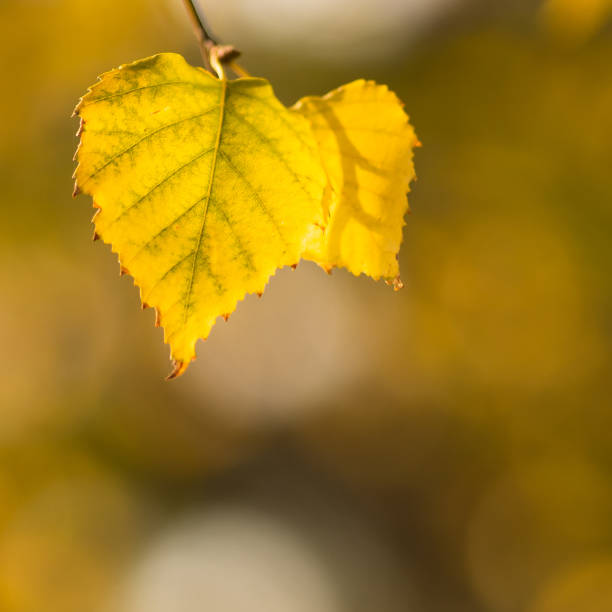 istock Dry autumn birch leaf on a branch in sunny day, macro shot 1126504583