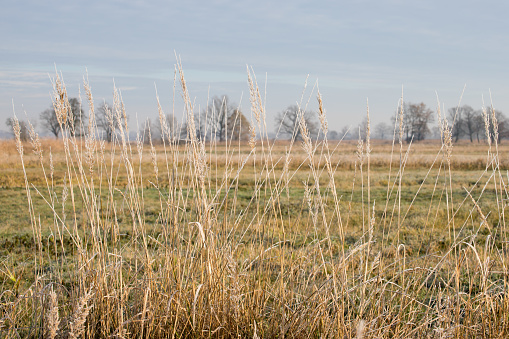 Meadow and forest under blue sky. Ecology banner