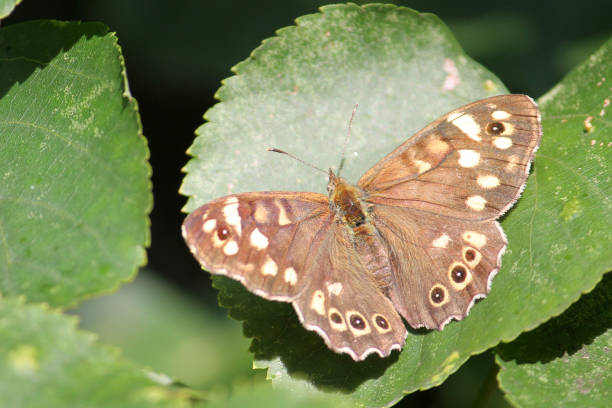 istock Speckled wood butterfly or Pararge aegeria on green leaf 1126507950