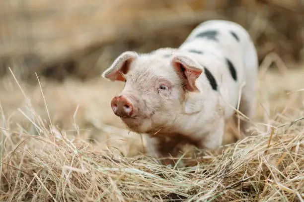 An adorable piglet gets up close and personal with the camera in a pigpen on a beautiful Oregon state organic farm in the United States.