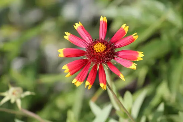 Red flower of gaillardia or blanketflower in garden