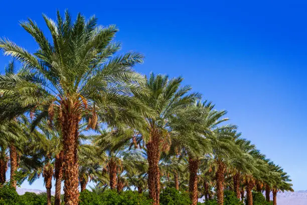 Row of palm date trees in a row with clear blue sky, in the Coachella Valley