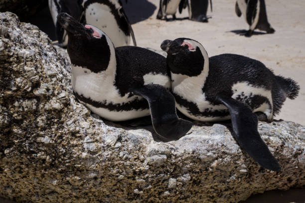 istock African warm weather penguins sunbathing at Boulders Beach 1126508435