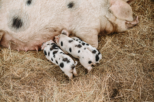 An adorable group of piglets nurse from their mother in a pigpen on a beautiful Oregon state organic farm in the United States.