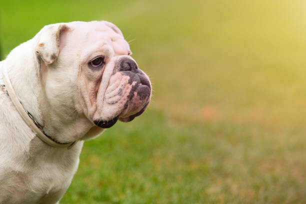istock Portrait white dog with interesting eyes outdoors 1126511571