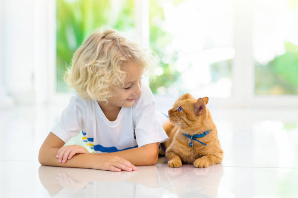 Child feeding home cat. Kids and pets. Child feeding cat at home. Kid and pet. Little blond curly boy playing with kitten in white kitchen at window. Domestic animals and pets for children. Cats food and drink.  Kids feed cat. boys bowl haircut stock pictures, royalty-free photos & images