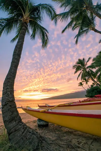 Photo of Canoes and Palms on the Beach