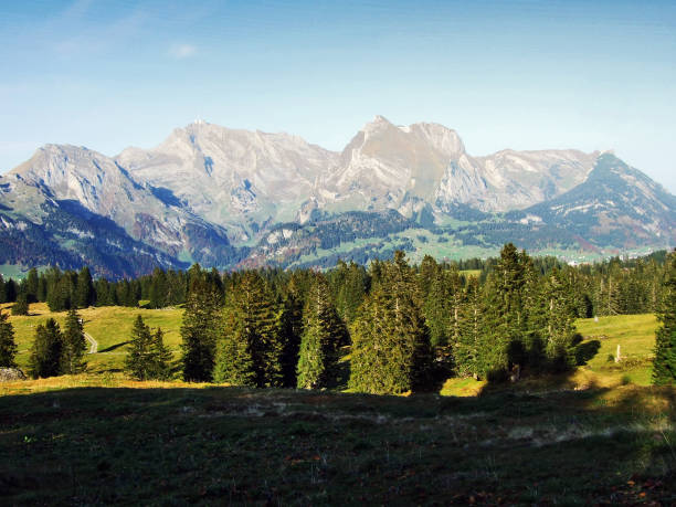 istock Evergreen trees on the plateau beneath the mountain ranges Churfirsten 1126512948