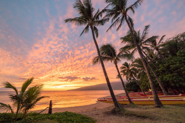 Canoes and Palms on the Beach Classic scene on Maui of Palm trees hanging over a canoe club at sunset maui stock pictures, royalty-free photos & images