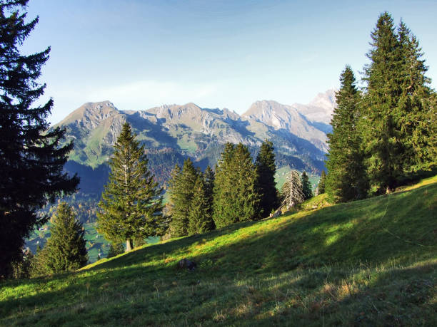 istock Evergreen trees on the plateau beneath the mountain ranges Churfirsten 1126512991
