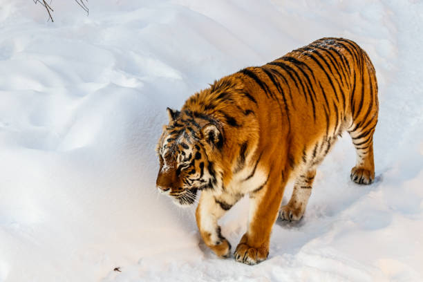 istock beautiful panthera tigris on a snowy road 1126513584