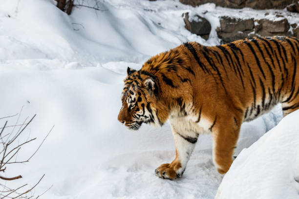 istock beautiful panthera tigris on a snowy road 1126513612