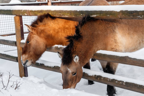 istock beautiful Equus przewalskii caballus on a snowy road 1126513831