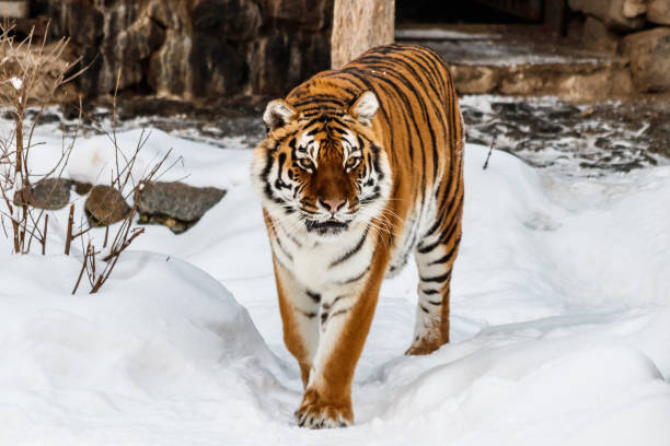 istock beautiful panthera tigris on a snowy road 1126514491