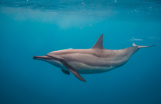 Hawaiian spinner dolphin