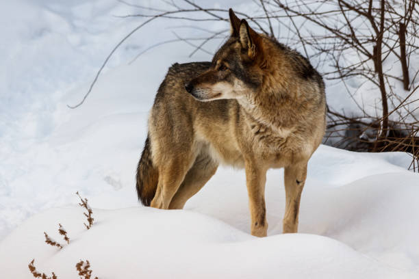 istock beautiful wolf on a snowy road 1126514624