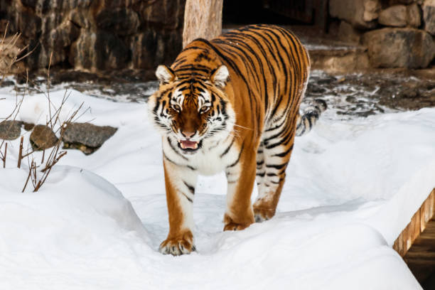 istock beautiful panthera tigris on a snowy road 1126514823