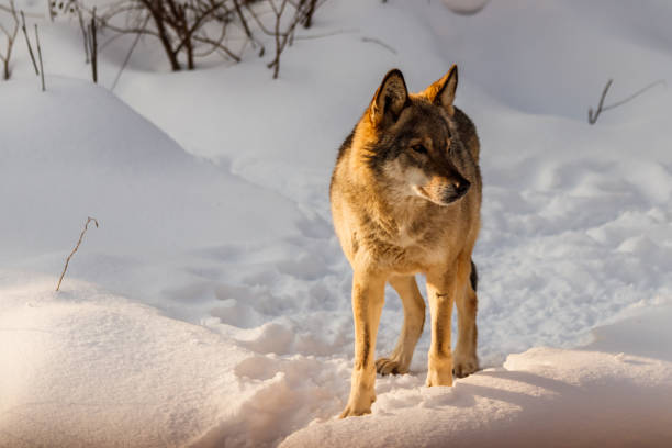 istock beautiful wolf on a snowy road 1126515022