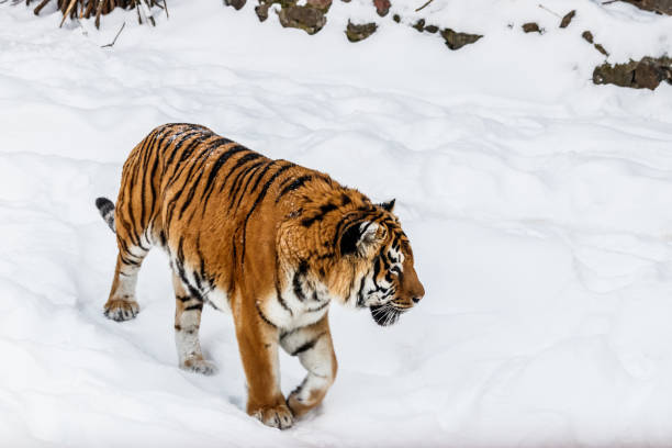 istock beautiful panthera tigris on a snowy road 1126515038