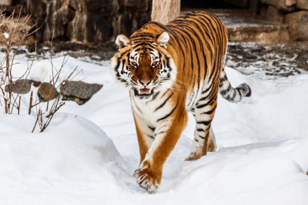 istock beautiful panthera tigris on a snowy road 1126515141