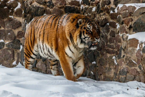 istock beautiful panthera tigris on a snowy road 1126515257