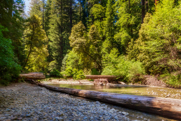 Majestic Redwood Forest and the Eel River