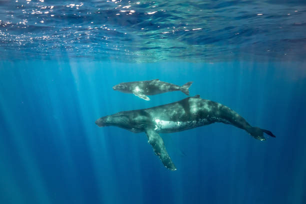 istock Humpback whales of Hawaii 1126515303