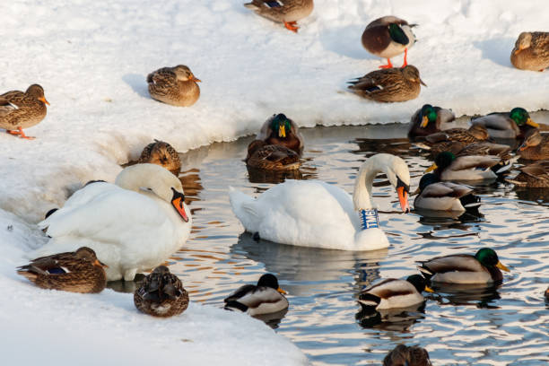 winter lake with ducks by swans on snow close up