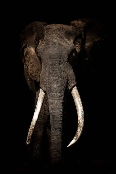 African Elephant (Boswell) from Mana Pools National Park Zimbabwe