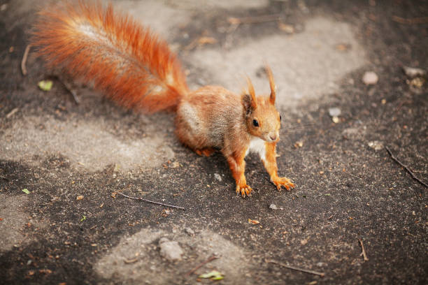 istock Red Eurasian squirrel running in the park 1126516526