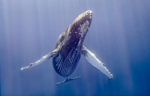 istock Humpback whales of Hawaii 1126516566