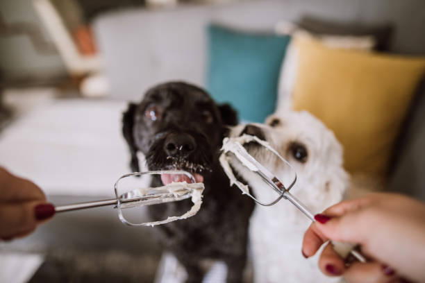 istock Hungry Dogs Licking Electric Mixer Wire 1126516814