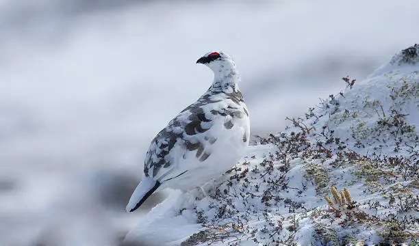 in full winter plumage the ptarmigan is all white