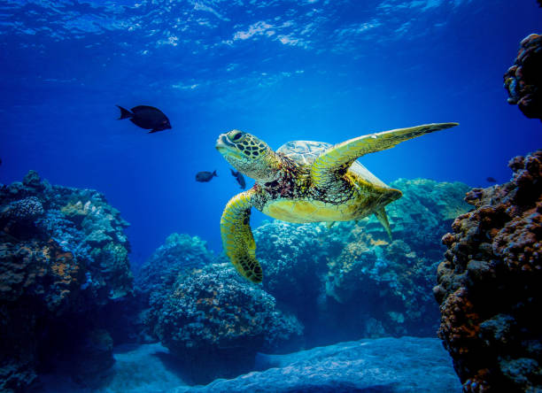 Green Sea Turtle in Hawaii A charismatic reptile makes for memorable snorkeling and scuba diving in Hawaii sea life stock pictures, royalty-free photos & images