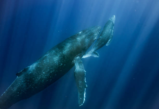 istock Humpback whales of Hawaii 1126517378