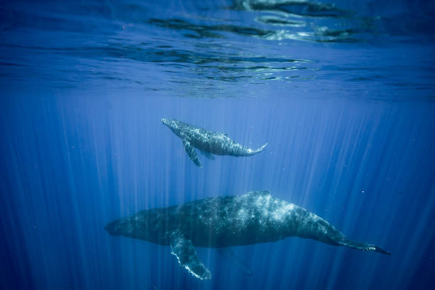 istock Humpback whales of Hawaii 1126517389