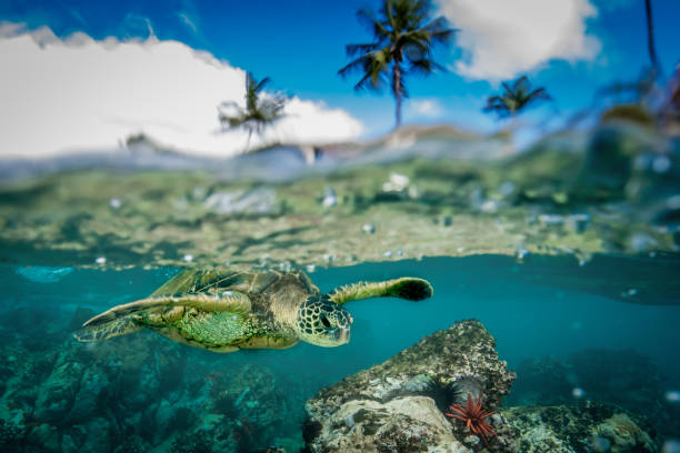 istock Green Sea Turtle in Hawaii 1126517402