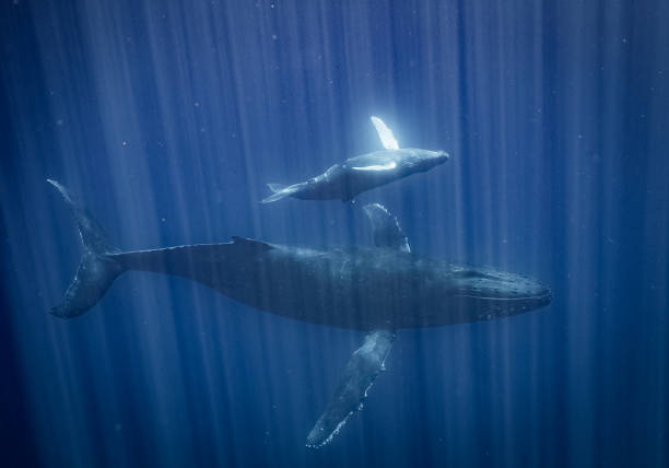 istock Humpback whales of Hawaii 1126517420