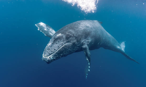 istock Humpback whales of Hawaii 1126517434