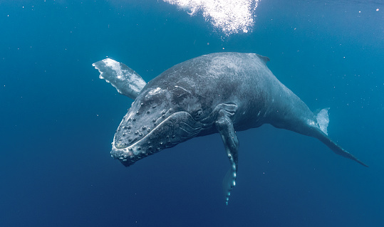 Huge marine mammals of the Pacific, graceful, gentle, and amazing