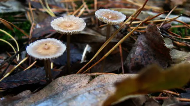 Mushrooms Close-up inedible forest autumn season nature meadow grass trees