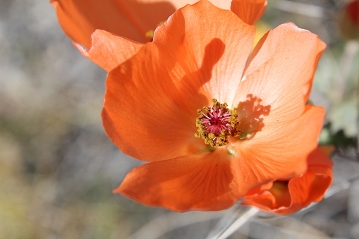 Sphaeralcea Ambigua is taxonomys rank for an alluring desert shrub commonly known as Apricot Globemallow. Near the Cottonwood Entrance to Joshua Tree National Park, they can be realized scattered throughout the large arroyo. Captivating orange flowers begin to emerge after winter rains.