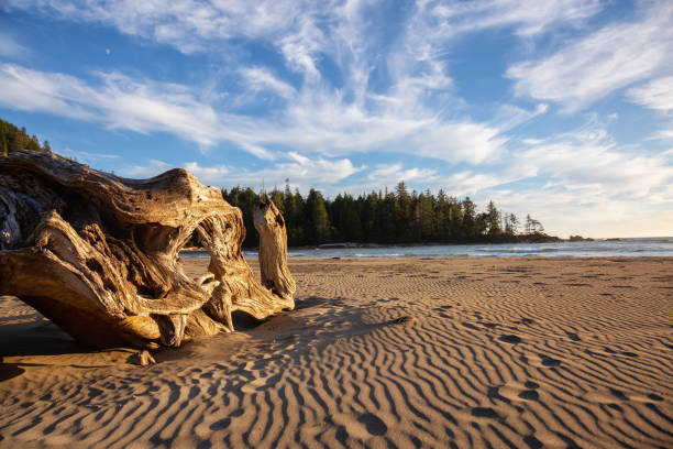 istock Beach in Vancouver Island 1126520502