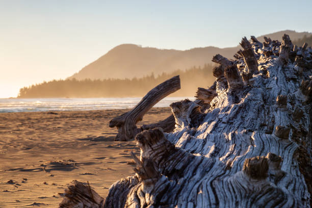 istock Vancouver Island Ocean Coast 1126520508