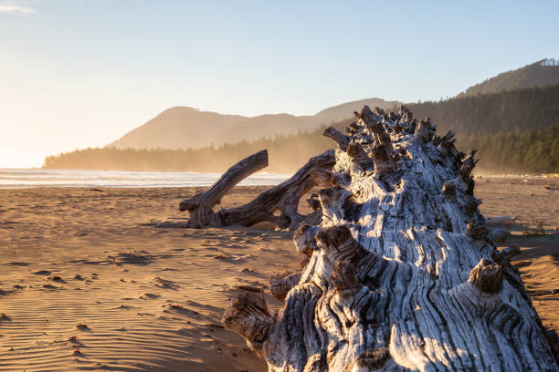 istock Vancouver Island Ocean Coast 1126520523