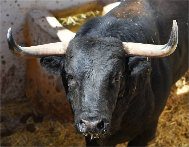 istock head of bull 1126522135