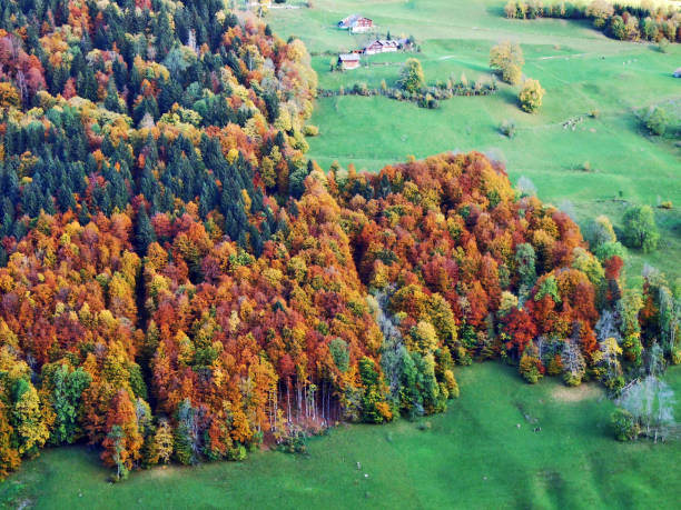 Autumn forest on the slopes of Thur River valley - Canton St. Gallen, Switzerland
