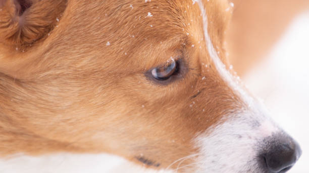 istock corgi dog pet 1126527756