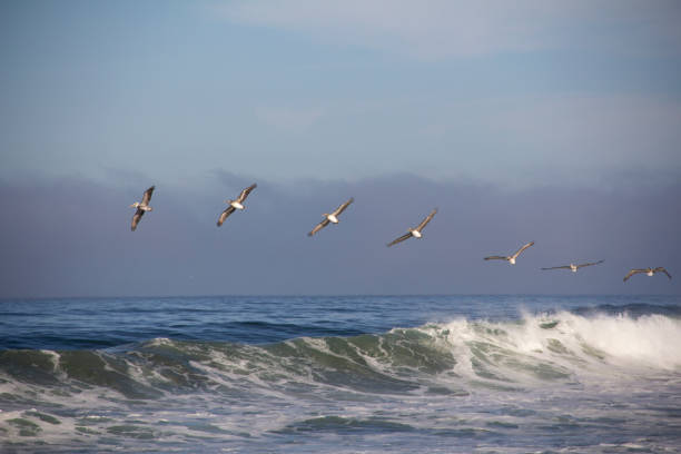 istock Pelicans and The Big Blue 1126527893