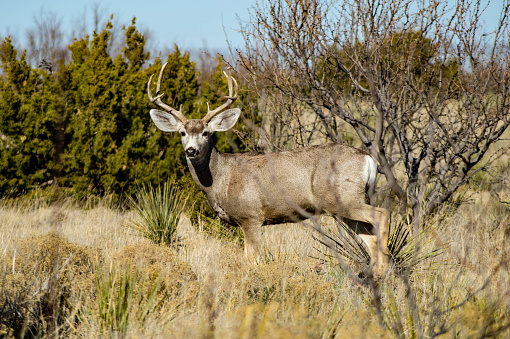 Mule Deer with antlers in Palo Duro Canyon State Park near Amarillo, Texas